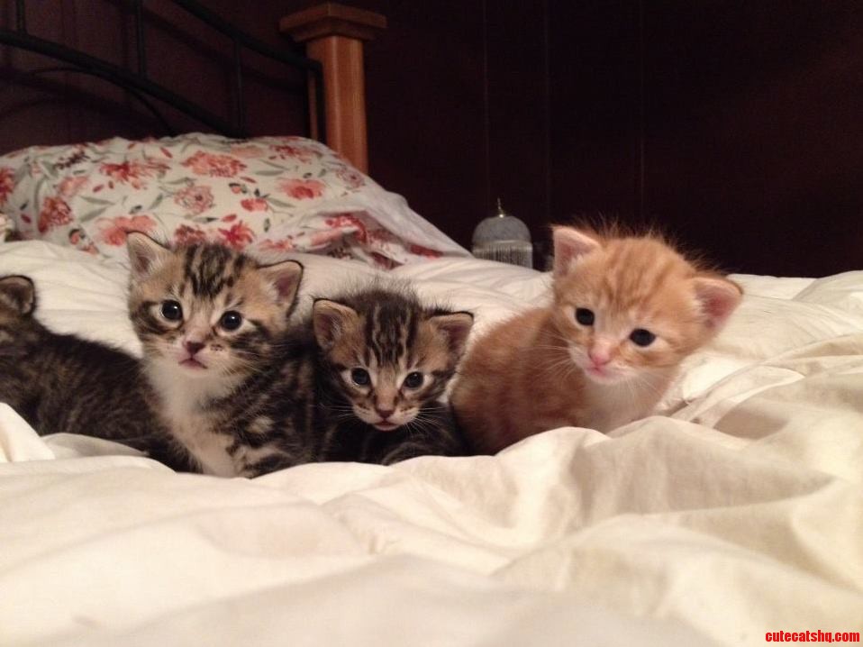 Friends New Wobblers Kittens