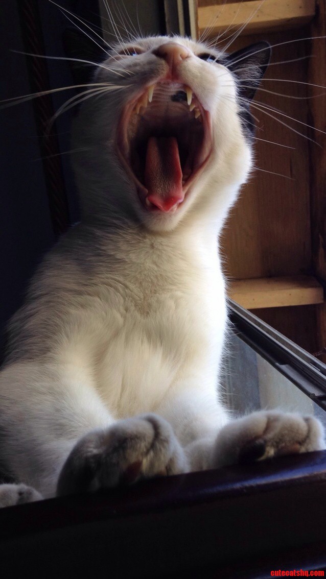 I Got A Pic Of My Cat In Mid Yawn. Insert Godzilla Roar Here.