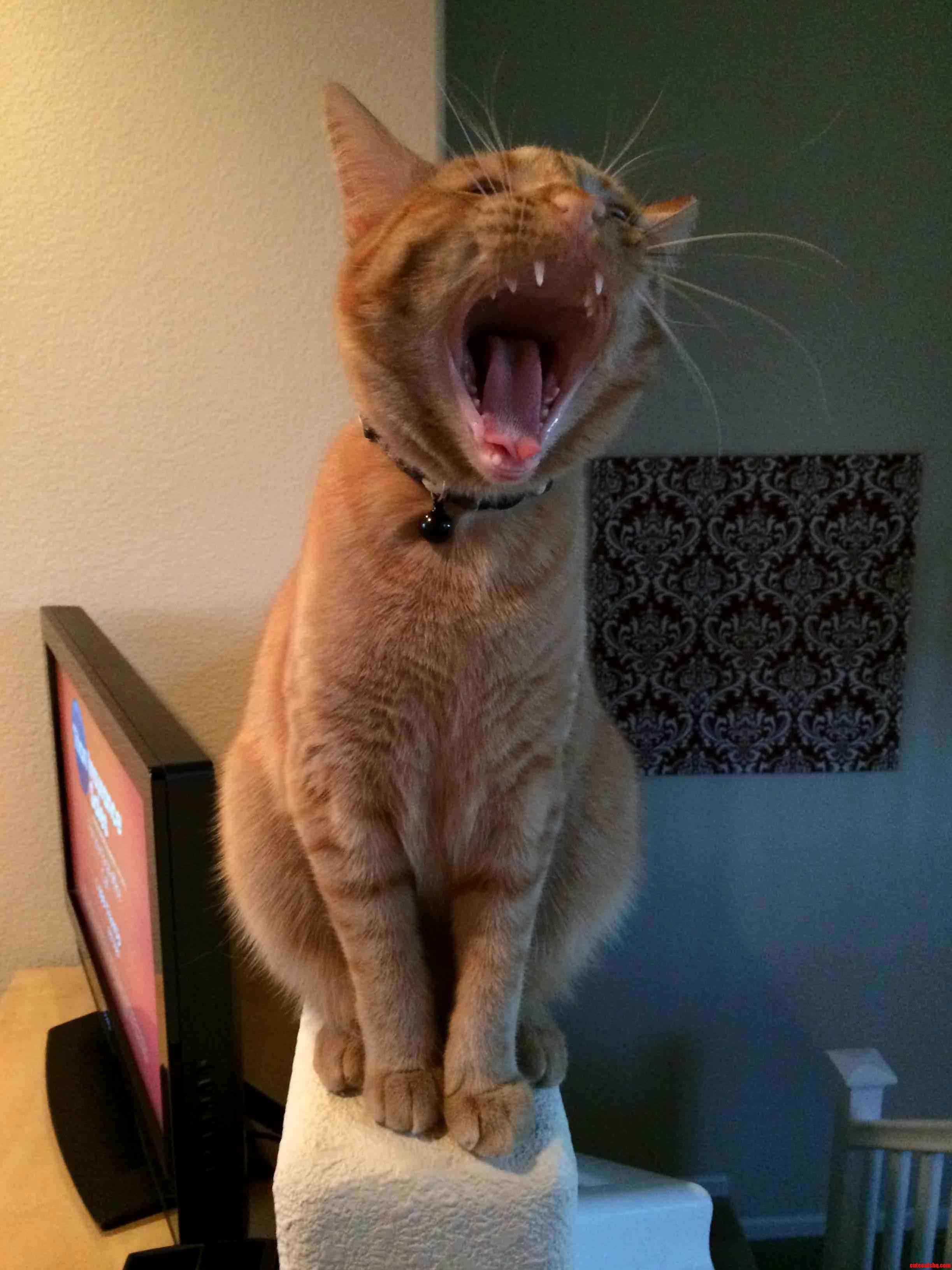 I Love When She Yawns