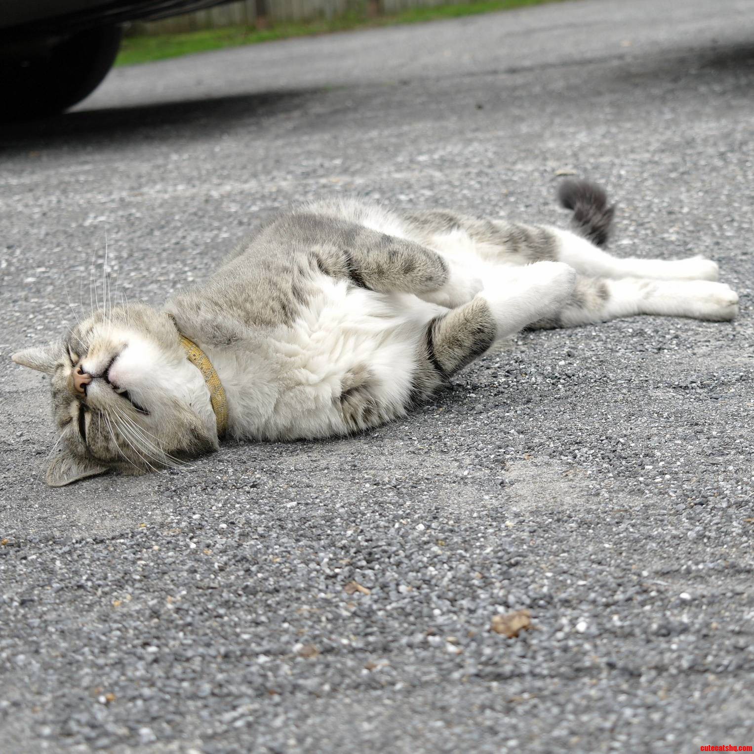 I Met A Cat In A Parking Lot. She Enjoyed Rolling In Gravel.
