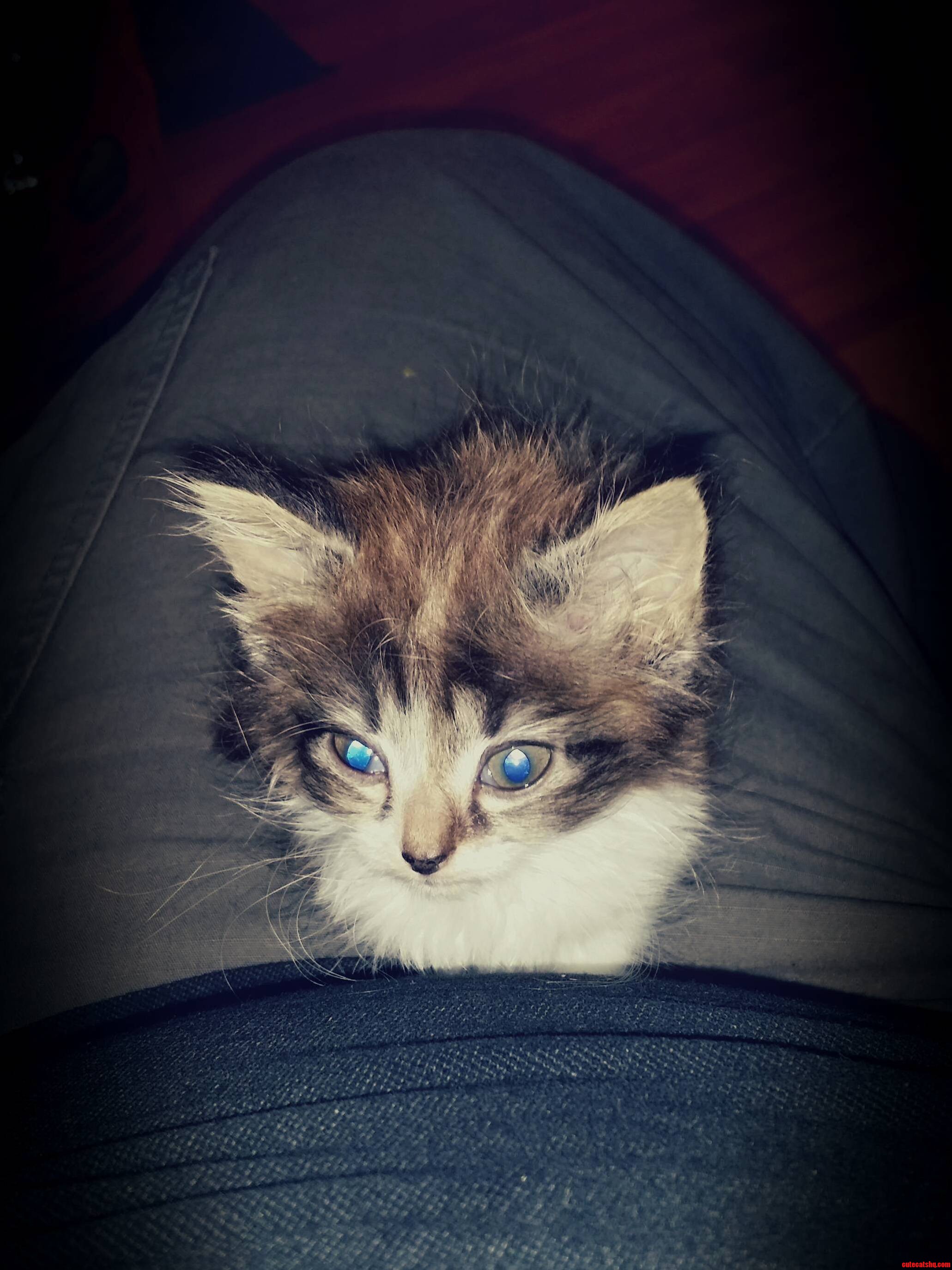 Just Got A Kitten. Name Her