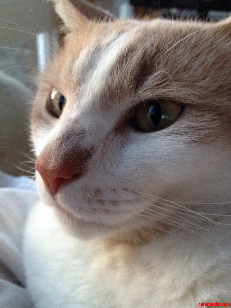 Dried Squid Is It Yummy Cute cats HQ Pictures of cute cats and