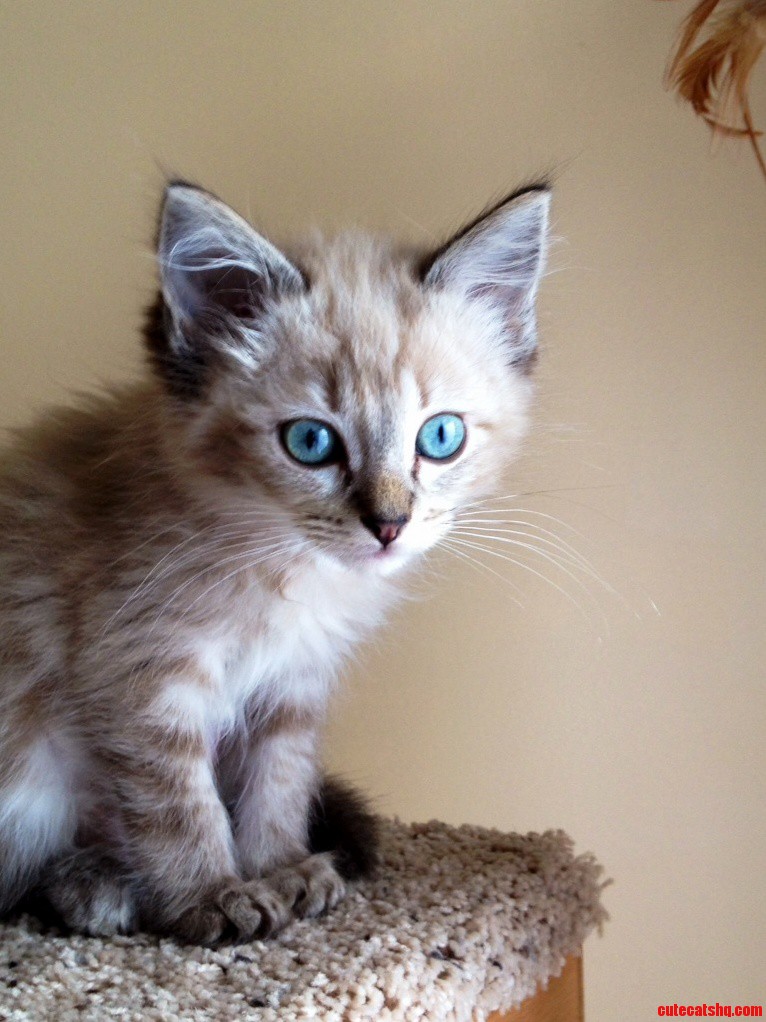 Meet One Of Our New Ragdolls. Those Eyes