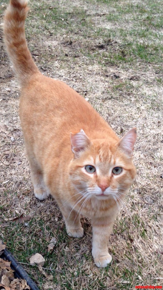 Meet Tony The Neighborhood Orange Tabby.