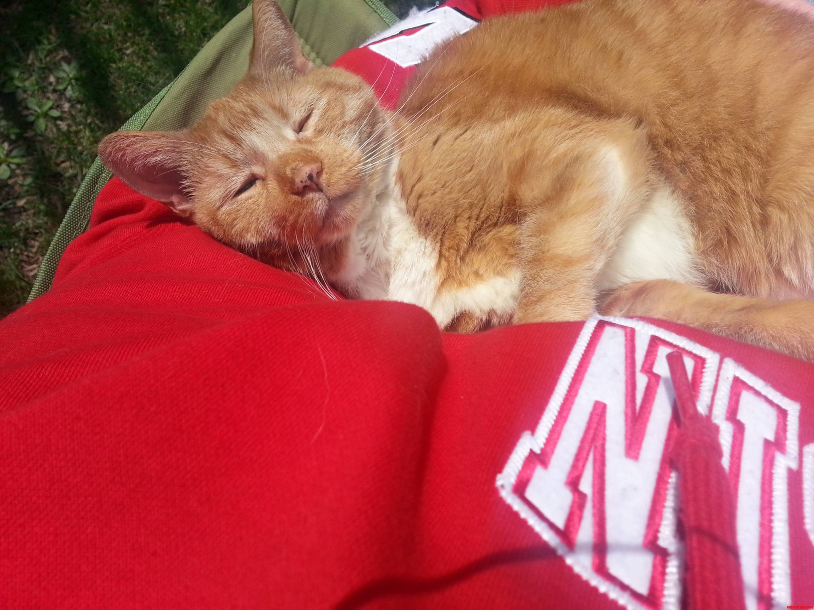 My Baby Azrael Laying In My Arms In Out In The Sun. One Happy Kitty.