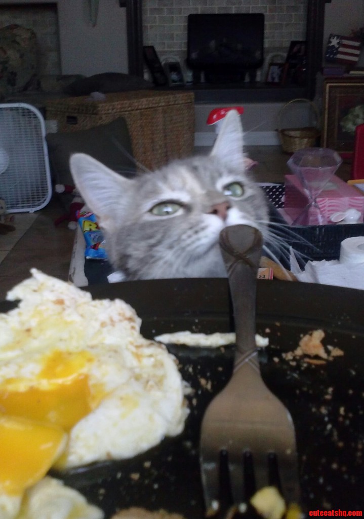 My First Time Owning A Cat Meet Nebula Cute cats HQ Pictures of