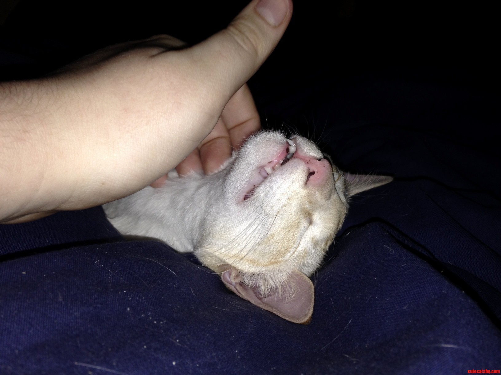 My Kitty Really Likes Her Chin Rubs