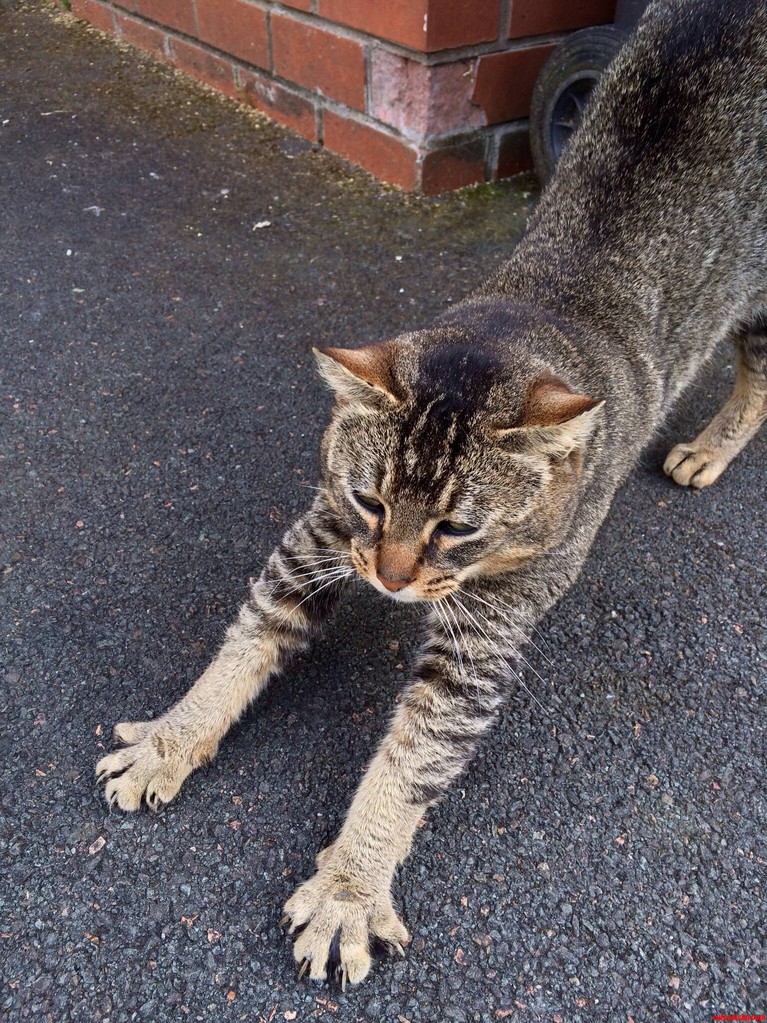 Neighbours Cat Showing His Feets