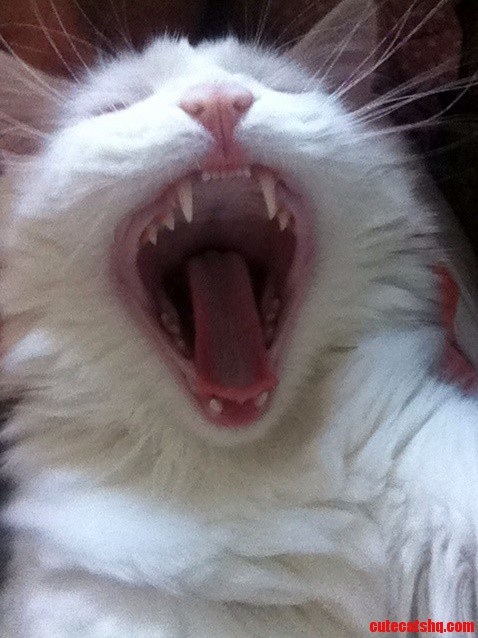 This Is By Far The Best Picture Of My Cat Ever
