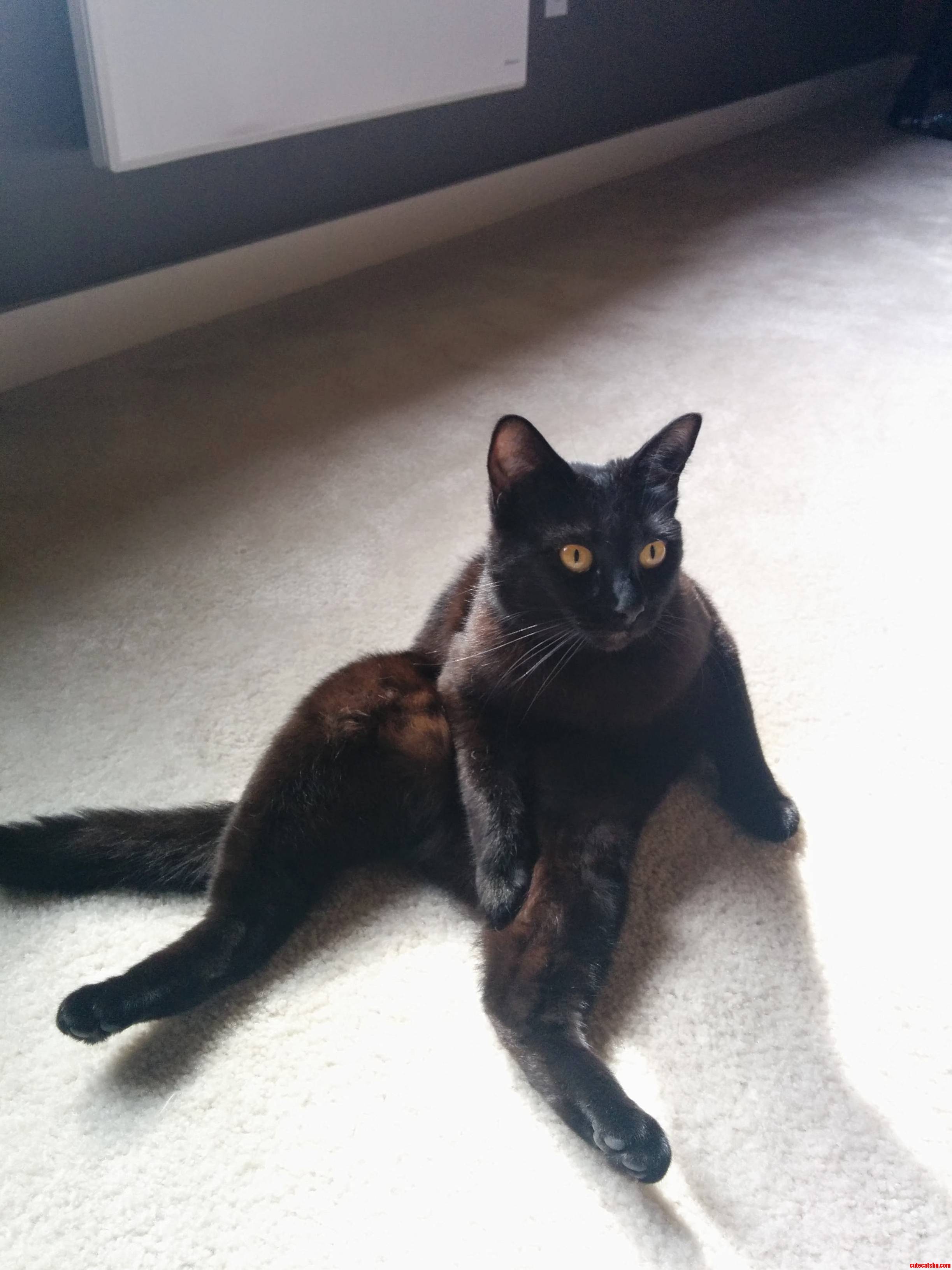 This Is My Little Black Cat Puma. She Sits Like This All The Time