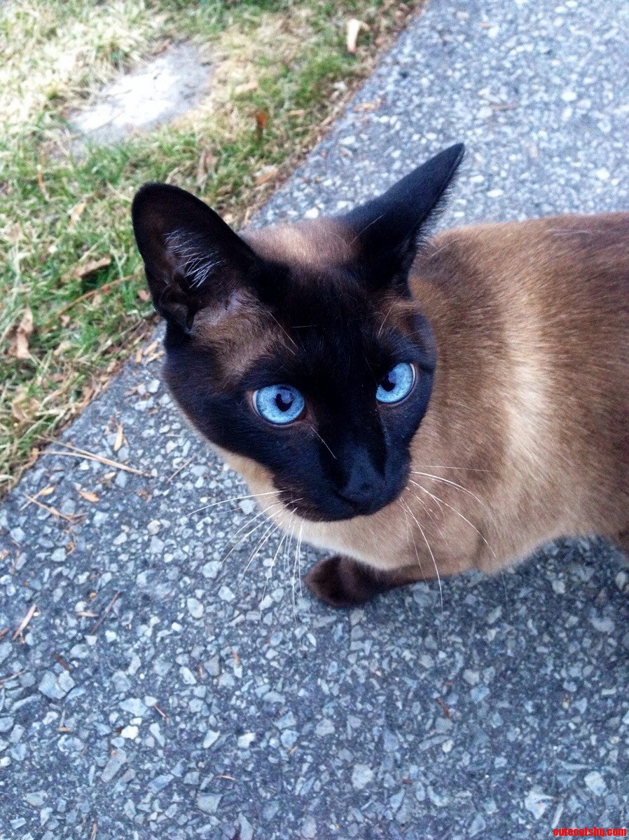 This Siamese Lives Next To My Grandparents. I Have Never Seen Bluer Eyes In My Life.