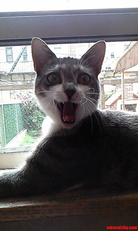 Took A Picture Of My Cat Yawning- It Looks Like Shes Smiling.