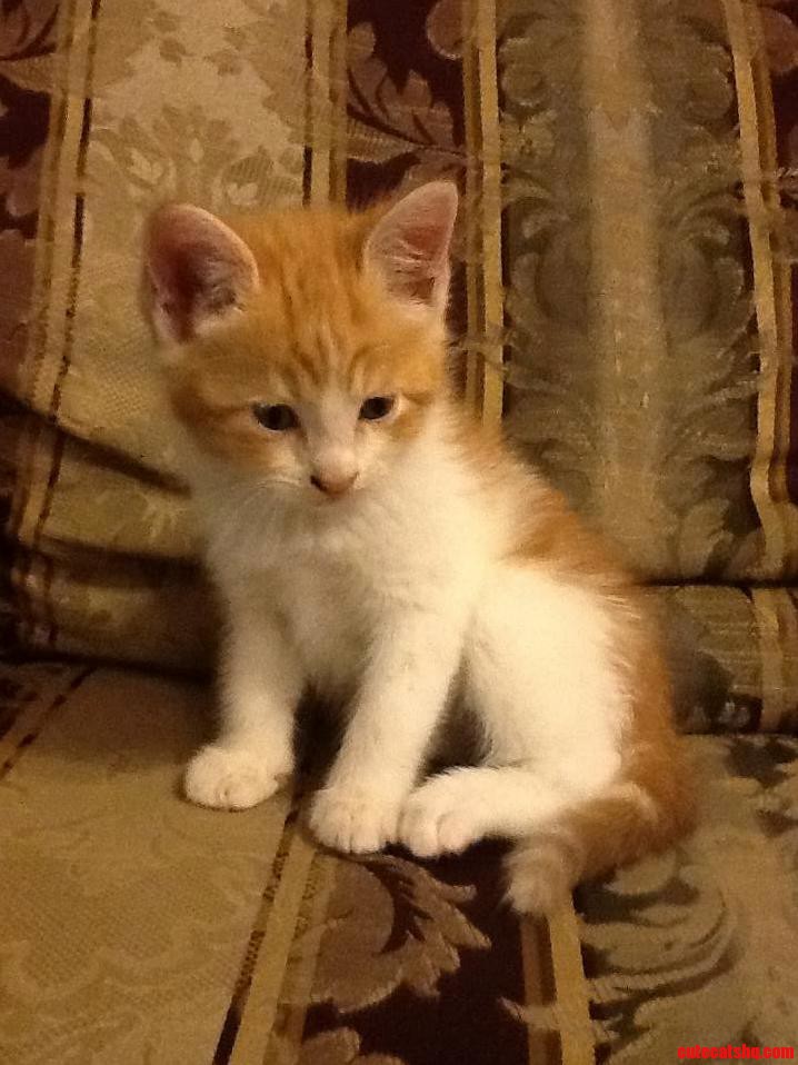 A Little Throwback To My Toby When We First Got Him