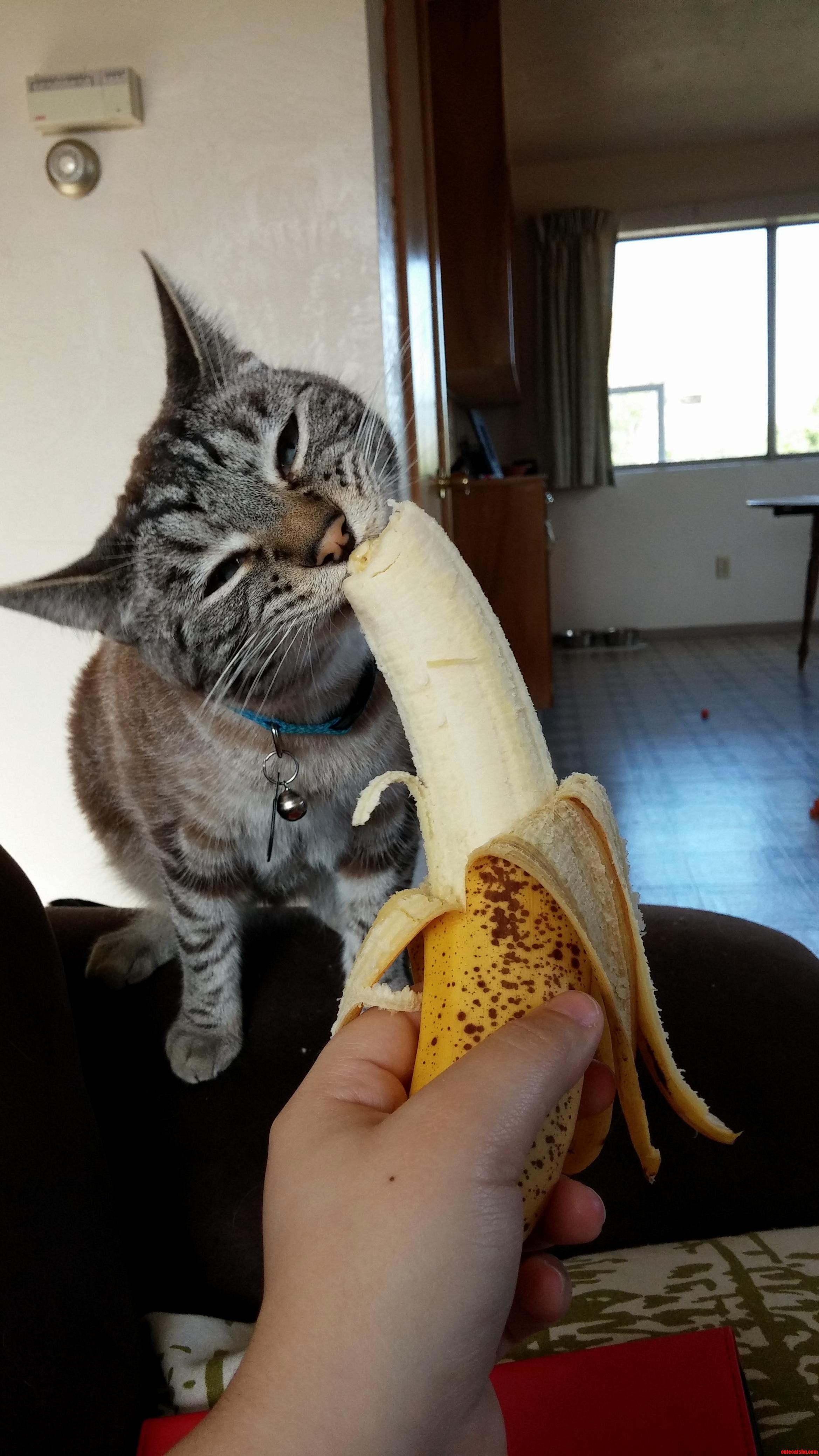 As Requested Here Is Monkey Eating A Banana.