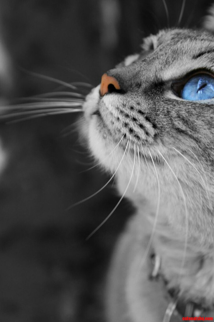 Blue Eyes. Beautiful Photography