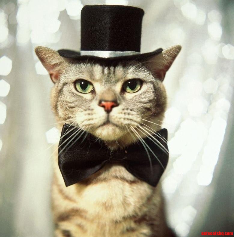 Bow Tie And Top Hat