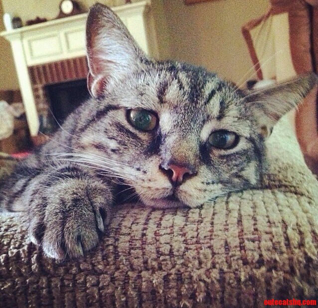Huey Lewis Has The Most Concerned Eyes. | Cute cats HQ - Pictures of ...