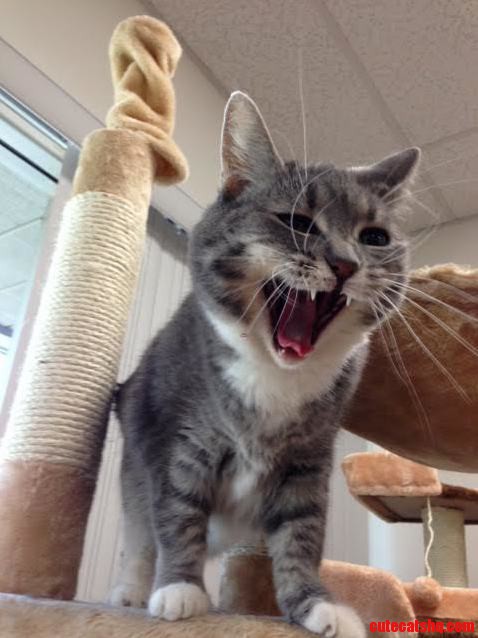 I Am Kitty Hear Me Roar