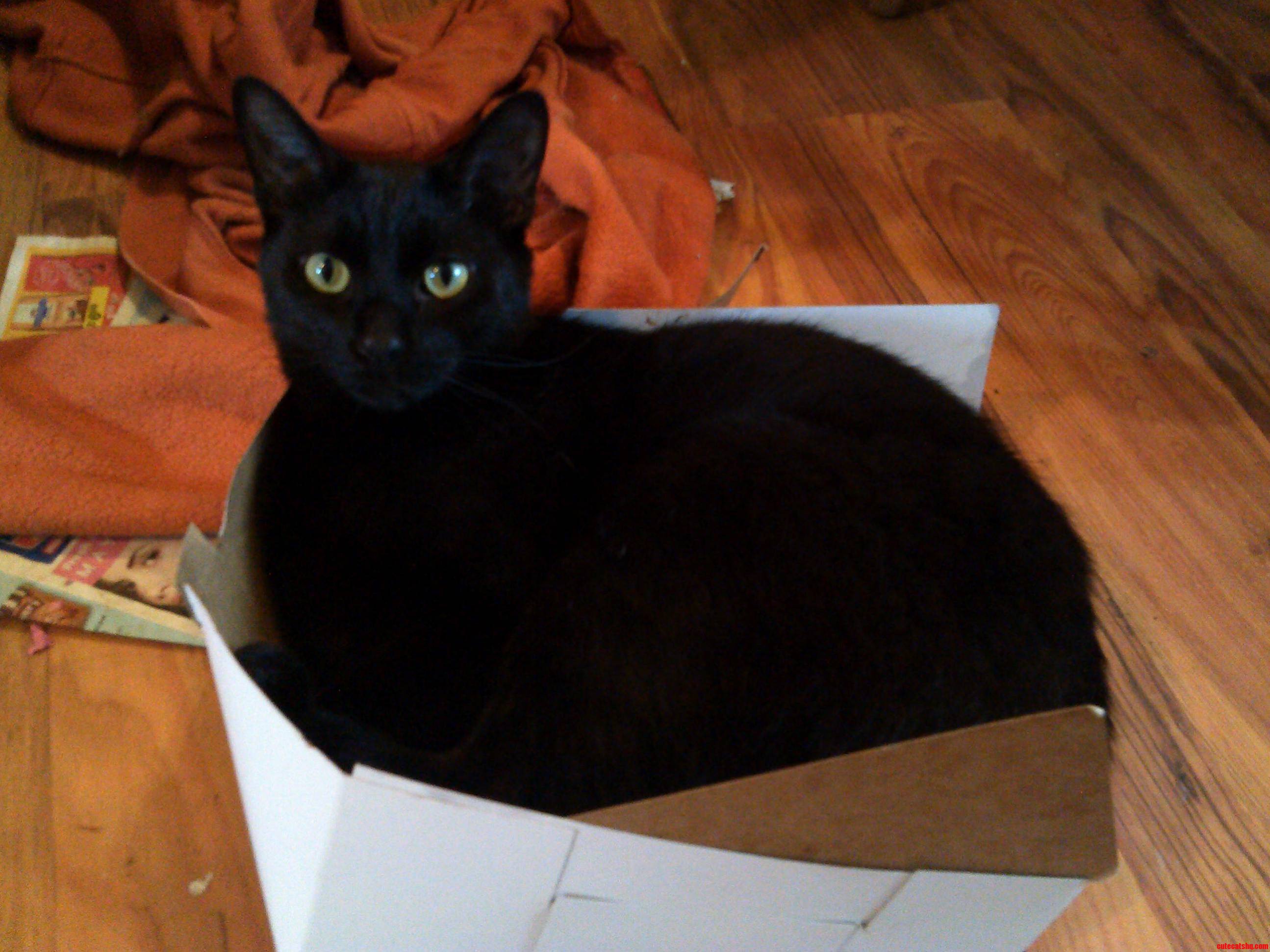 If Donut Boxes Fit I Sits. This Is Revan.