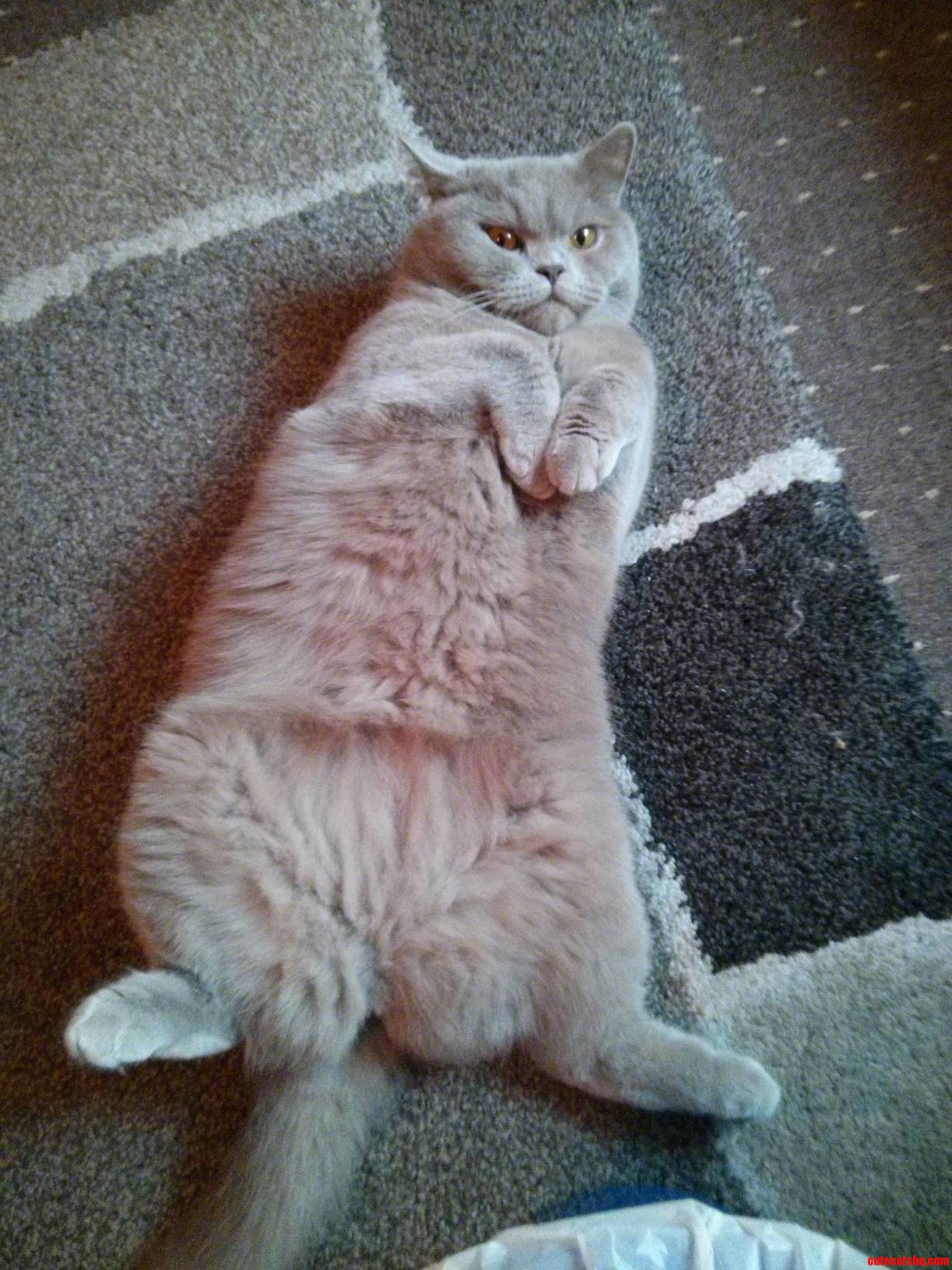 Look At That Fluffy Belly