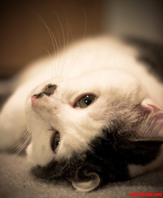 Meet Mr. Gully Our Evil..Erm…Cute Rescue Cat.