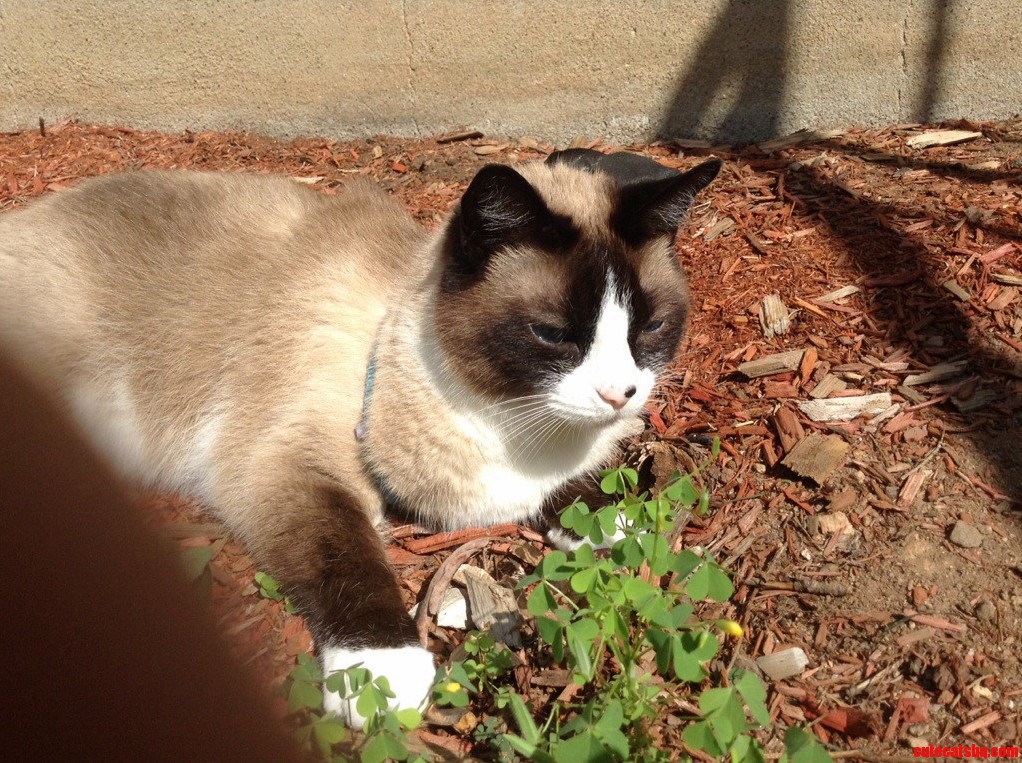 Meet My Cat Bandit Chilling Inside A Garden
