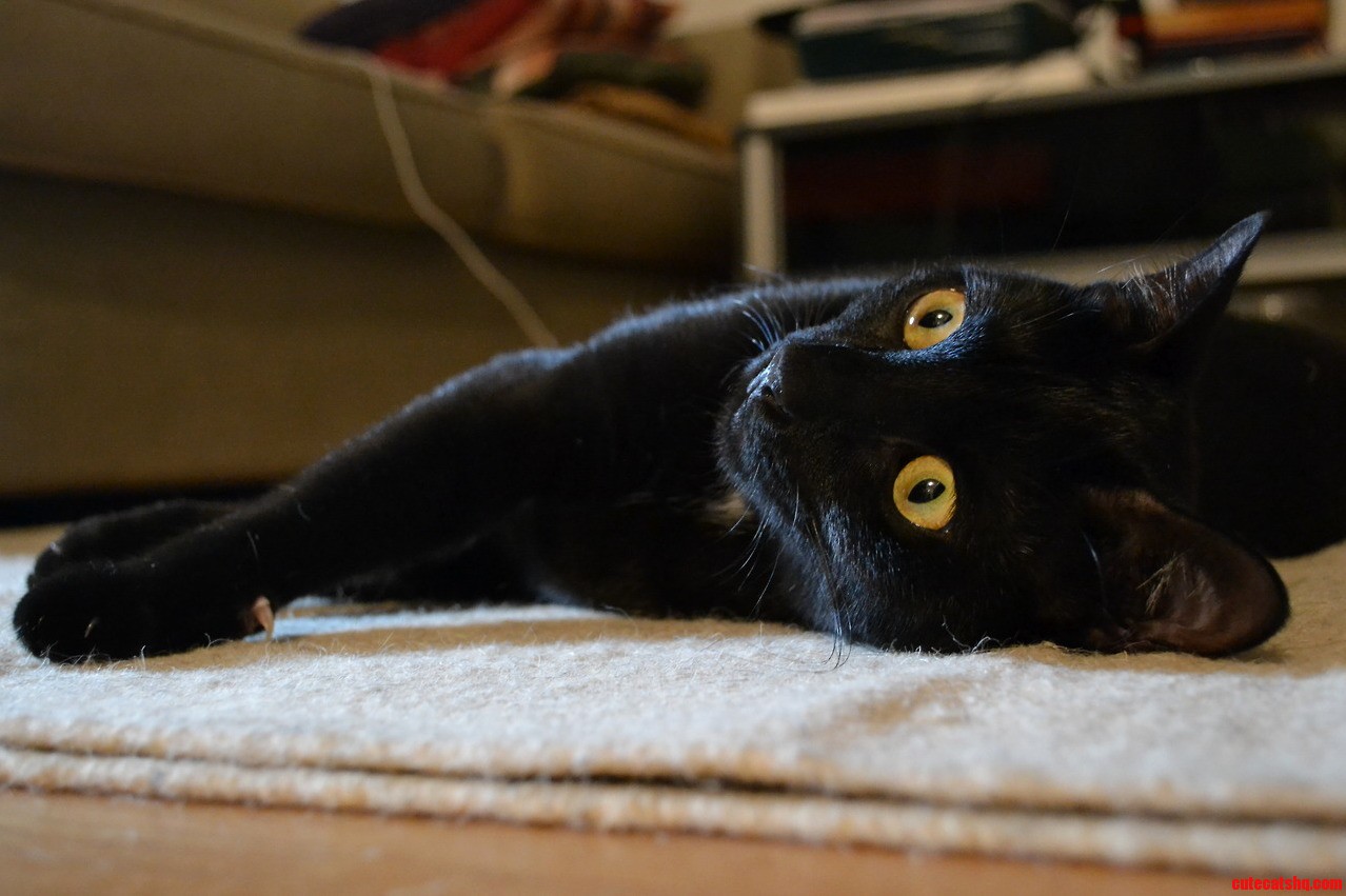 My Black Cat And Her Golden Eyes.