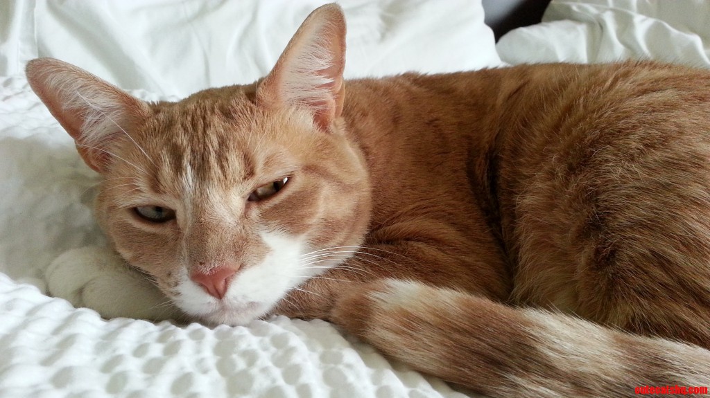 Kill, kill kill !!! Cute cats HQ Pictures of cute cats and kittens