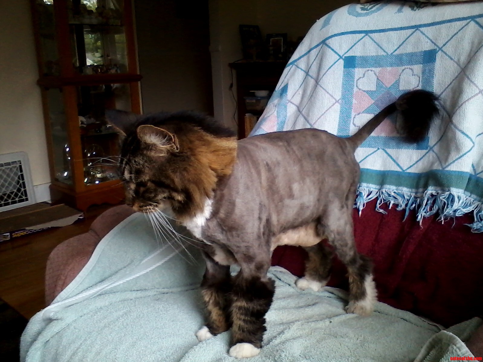 My Mothers Cat Had A Severe Run-In With Some Clippers Today.