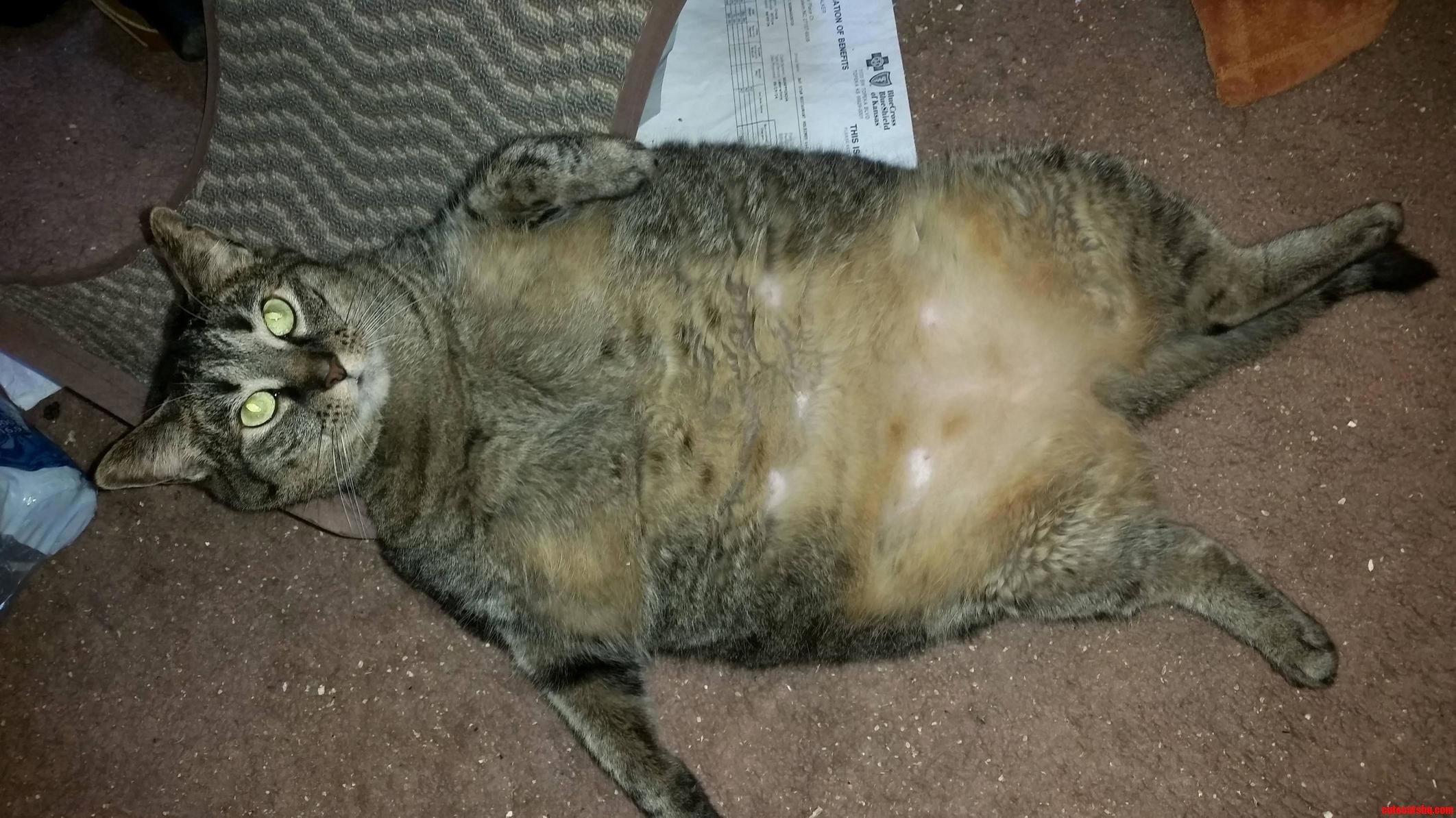 Our Cat Booger Is Big Boned .