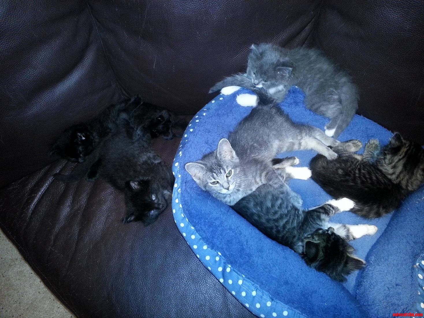 6 Kitten Pile Up – I Think I Will Join