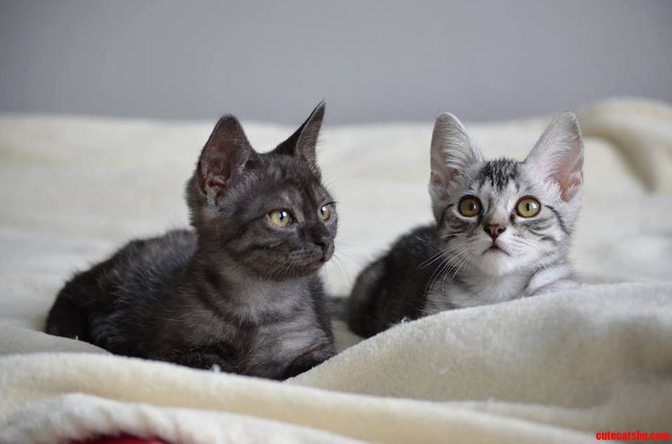 After A Rough Start These Rescue Kittens Are Ready To Find A Home