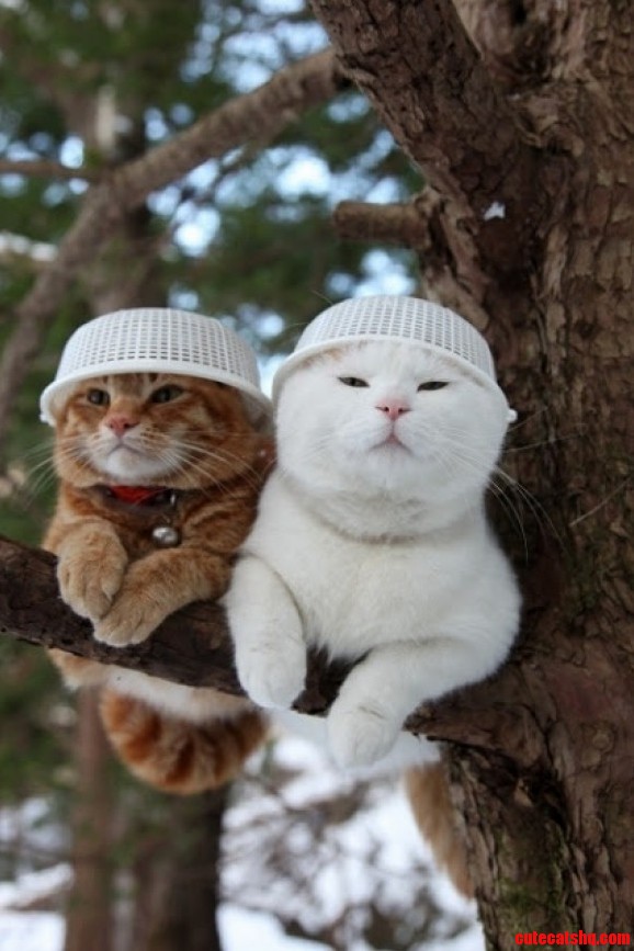 Aww… Funny Tom Cats