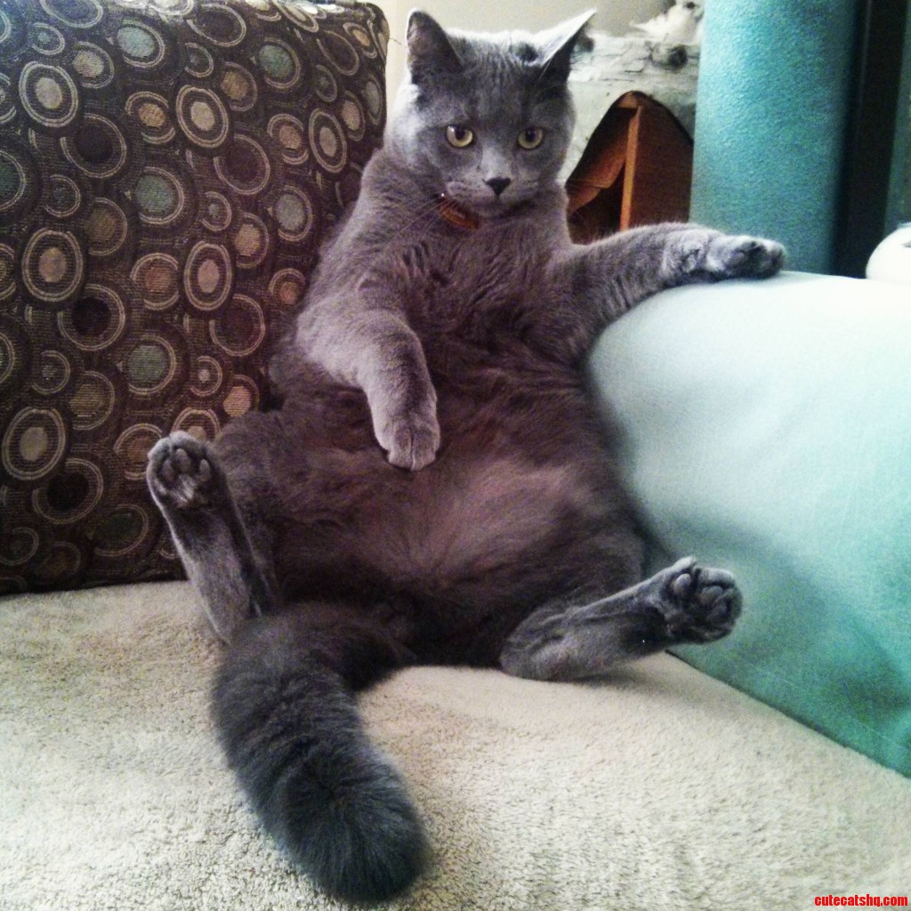 My cat focusing in a flattering pose | Cute cats HQ - Pictures of cute ...