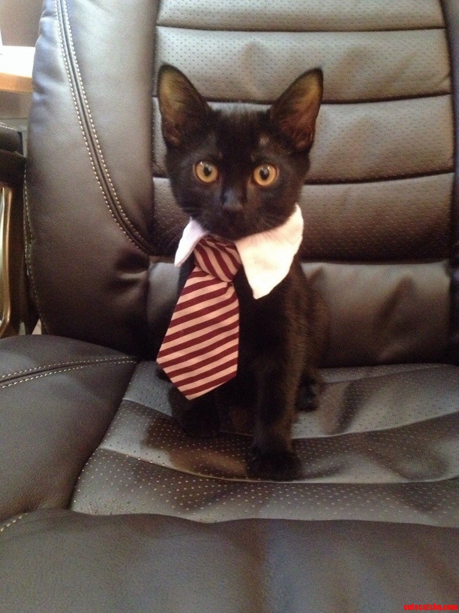 Business Cat Leave Him Alone He Is Very Busy Right Meow.