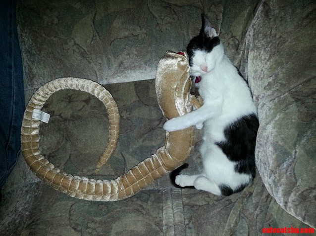 Cat And Her Favorite Toy