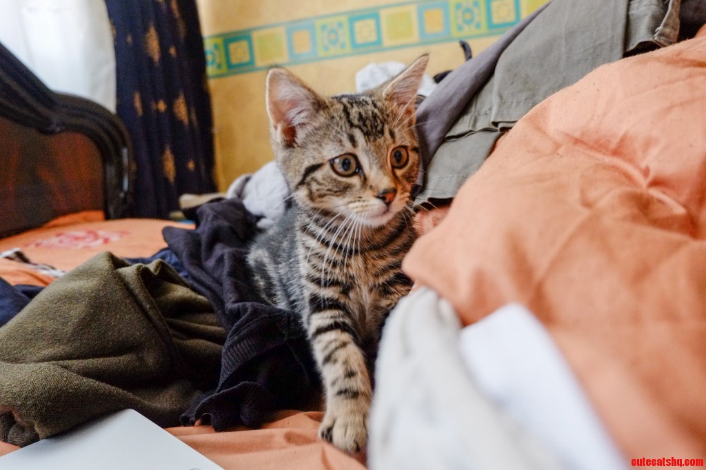 Meet buffy and her tummy. Cute cats HQ Pictures of cute cats and