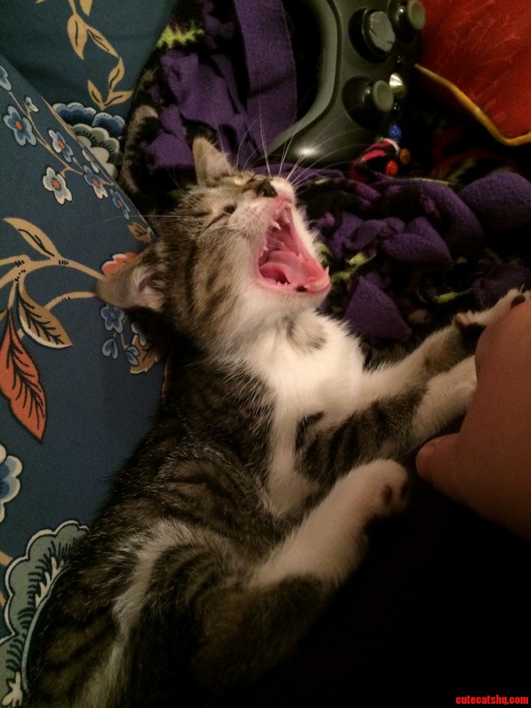 Caught Mid Yawn.