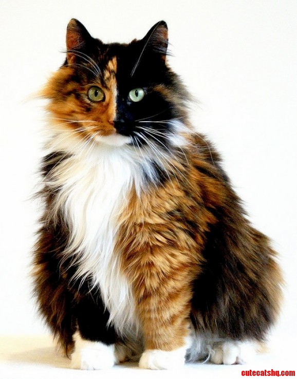 Did You Know Most Of Calico Cats Are Female