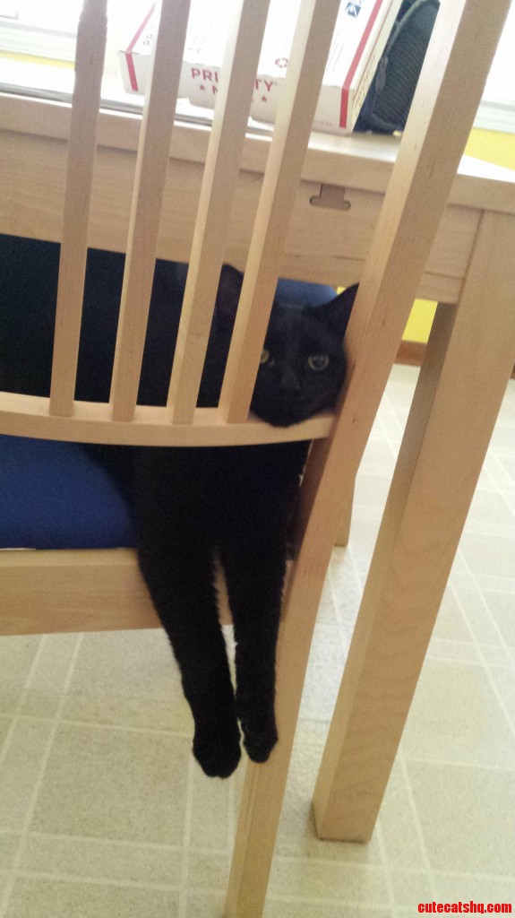 first day at home and floyd knew exactly where to go Cute cats HQ