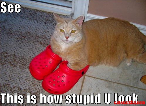 Even Lolcat Sees How Dumb They Are