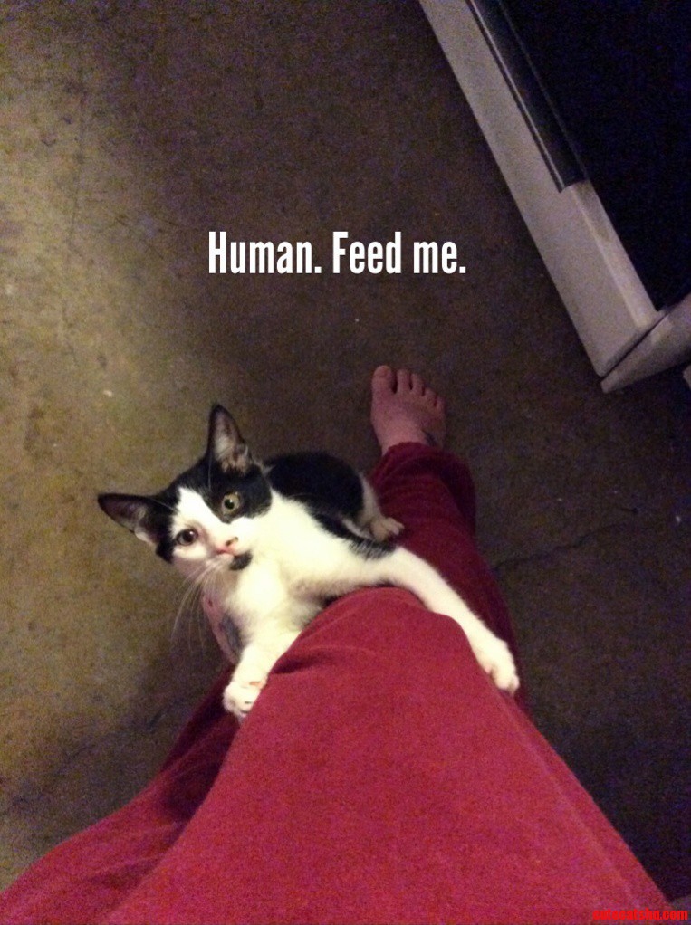 Every Time I Try To Cook Dinner.