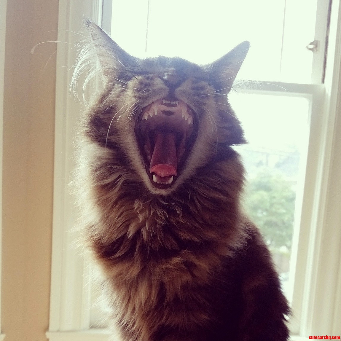 Freyas Ferocious Yawn