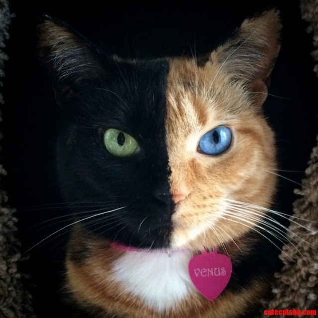 Half-Black Half-Tabby Chimera Cat