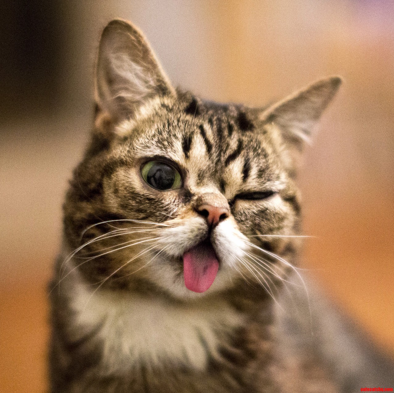 Have You Met Lil Bub