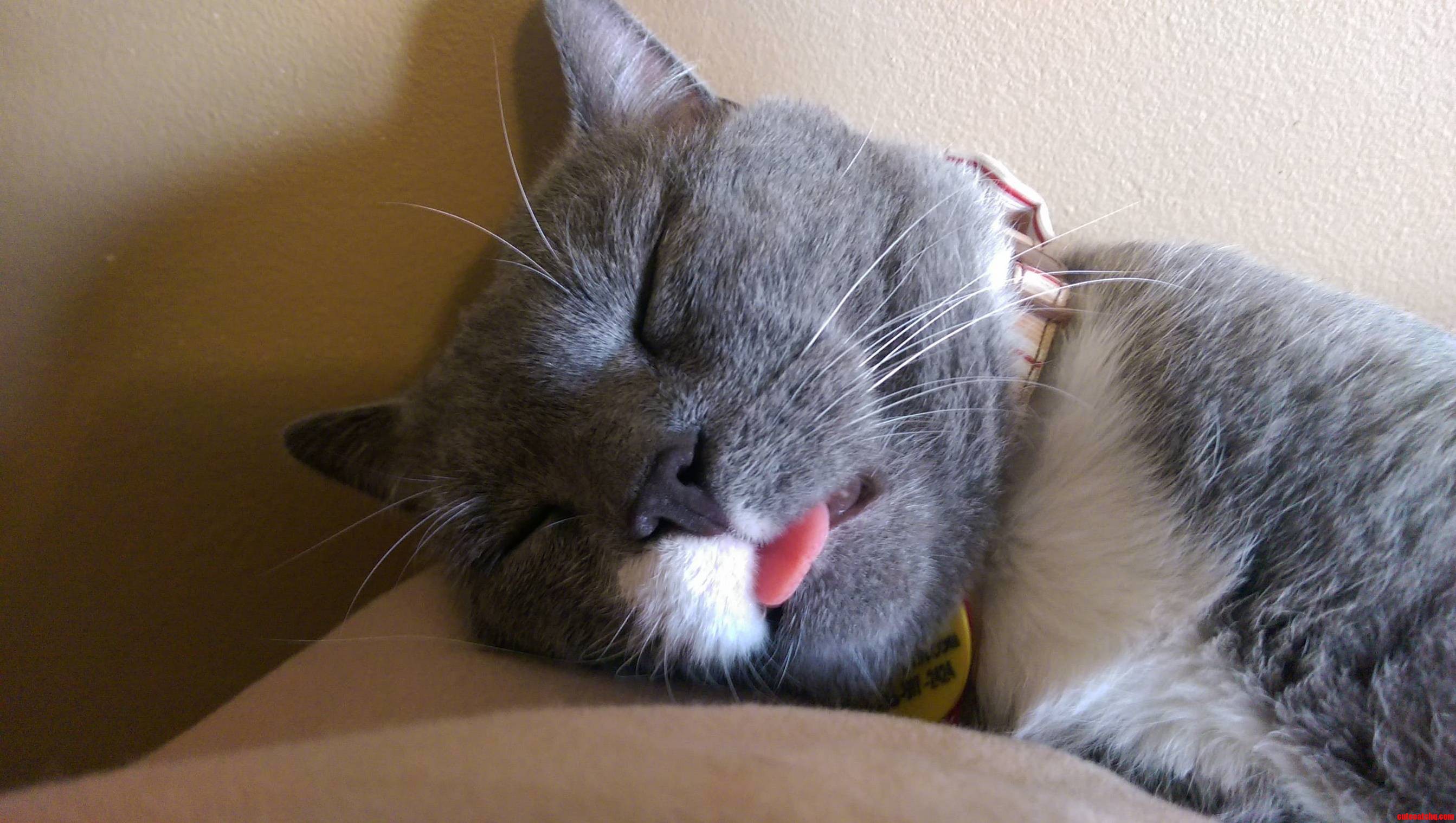 Heard Him Snoring And Found Him Like This. Meet Boris