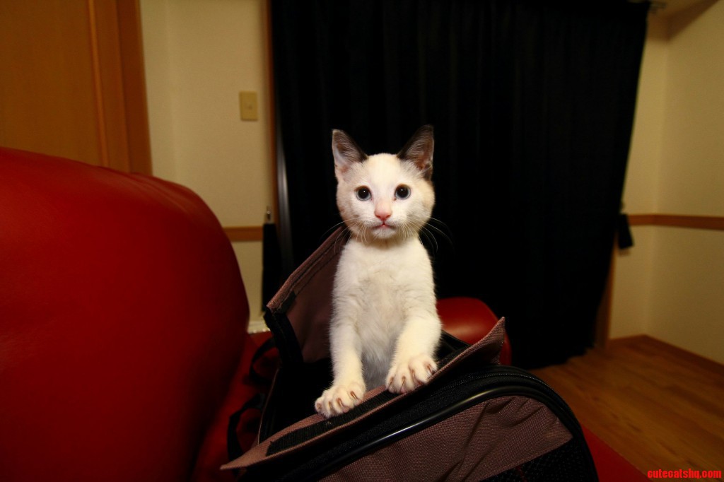 My Cat Is So Freaking Lazy He Wont Even Stand Up To Eat. Cute cats HQ