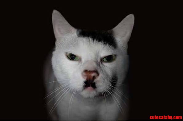 Hitler Cat Just Saw That Somewhere On Internet