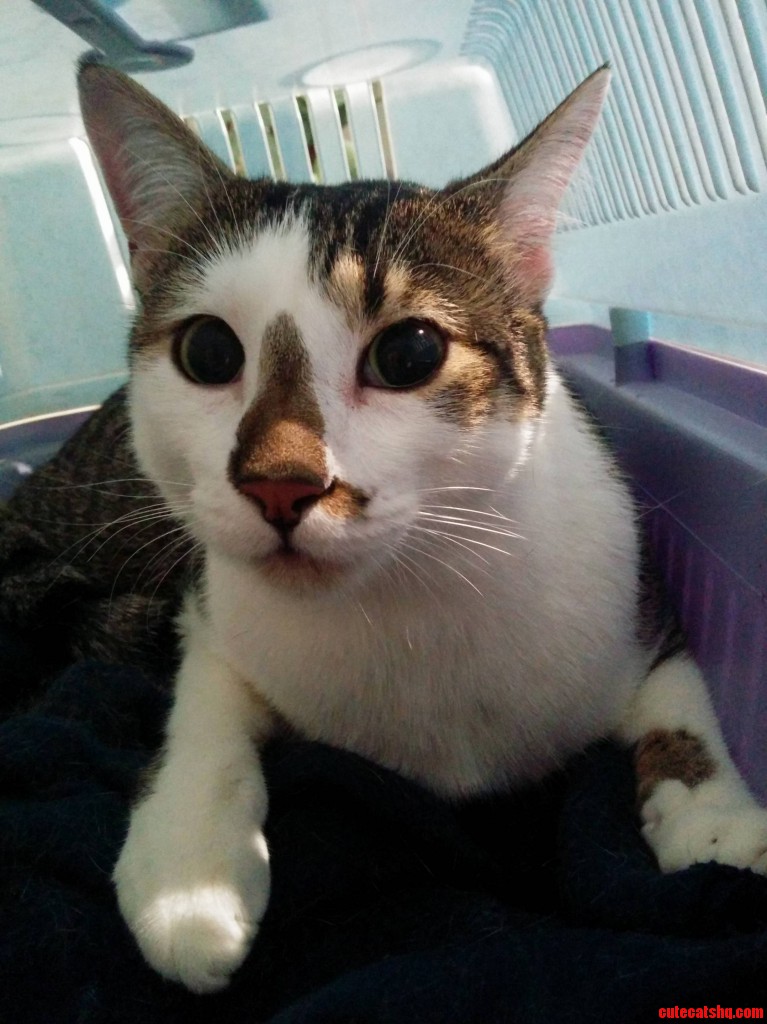 White cotton candy Cute cats HQ Pictures of cute cats and kittens