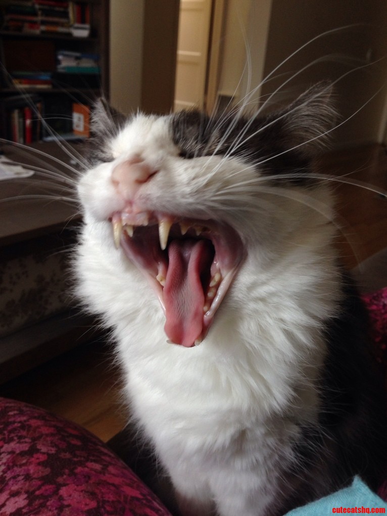 Just Asked My Cat If He Wanted To Take A Nap. His Response Was A Huge Yawn.